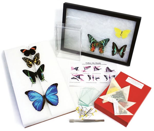 Butterfly Collection Startup Kit