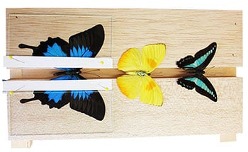 Butterfly/Moth Spreading Board