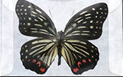 Butterfly Transfer Envelopes