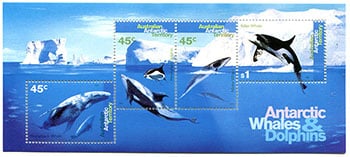 Antarctic Whales and Dolphins