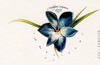 U.S. #UY54 Tecophilaea Cyranocrocus (Azuillo) Reply Card