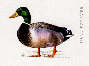 U.S. #UY55 Mallard Duck Reply Card