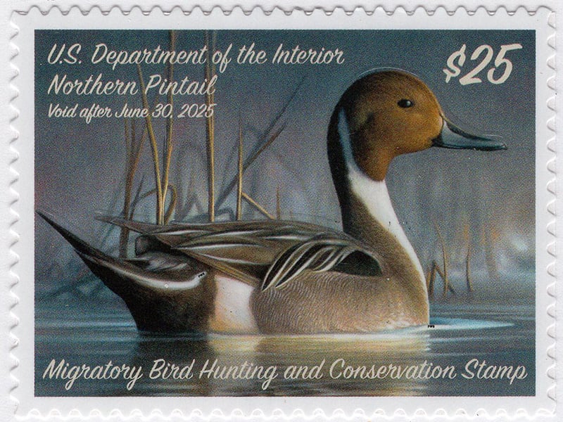 U.S. #RW91 Northern Pintail 2024 Duck Stamp MNH