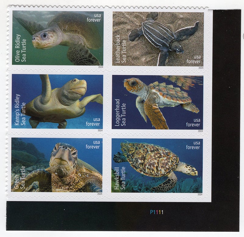 U.S. #5870a Protect Sea Turtles PNB 6