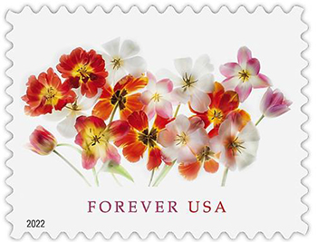 U.S. #5681 Tulips