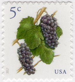 U.S. #5177 Grapes