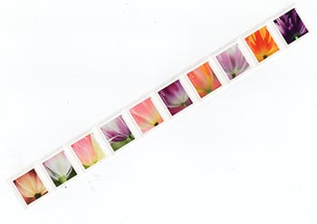 U.S. #5776a Tulip Blossoms, Coil Strip of 10